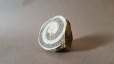 Trochactaeon fossile schnecke gebraucht kaufen  Düsseldorf
