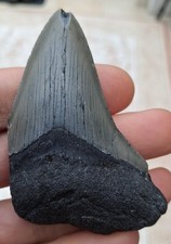 Megalodon tooth 2.96 for sale  BURGESS HILL