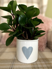 Ceramic plant pot for sale  NORTHAMPTON