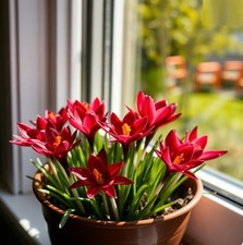Schneekrokusse dunkel rot gebraucht kaufen Schneekrokusse dunkel rot gebraucht kaufen  Kaiserslautern
