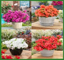 Dwarf japanese azalea for sale  NELSON