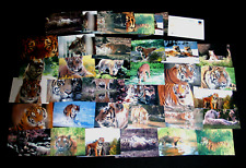 Tigre tigresse tigron d'occasion  Châteaudun