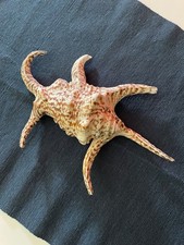 Conchiglia harpago chiragra usato  Garda