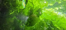 Ulva lactuca sea for sale  EDENBRIDGE