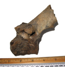 Pleistocene steppe bison for sale  WAKEFIELD