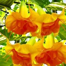 Orange double angel for sale  Laguna Niguel