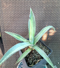 Agave franzosinii variegated for sale  Mira Loma