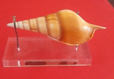 Conchiglie collezione esemplar usato  Lucignano