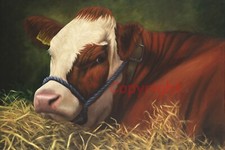 Simmental calf farm for sale  LARNE