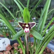 Cymbidium goeringii hei for sale  Avon