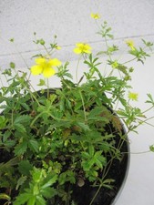 Blutwurz tormentill potentilla gebraucht kaufen  Zetel