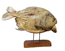 Vintage taxidermy piranha for sale  Derwood
