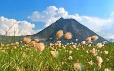 Eriophorum russeoleum marginal for sale  MARKET RASEN