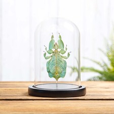 Gray leaf taxidermy usato  Spedire a Italy