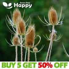 Wild teasel dipsacus for sale  DONCASTER