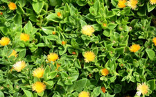 Yellow sun rose for sale  Palm Bay