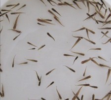 Live gambusia mosquito for sale  Dayton