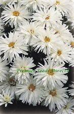 Crazy daisy leucanthemum for sale  SALISBURY