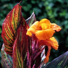Giant canna tropicanna for sale  PETERBOROUGH