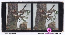 Cuckoo merles birds d'occasion  Expédié en Belgium
