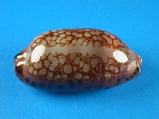 Cypraea scurra super for sale  Kapolei