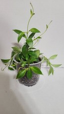 Lipstick plant aeschynanthus for sale  Oakdale