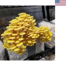 100 natural golden for sale  Dallas