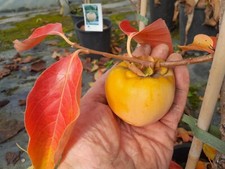 Diospyros kaki nikitas gebraucht kaufen  Dillingen a.d.Donau