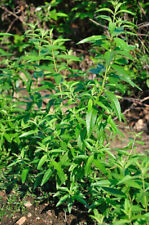 Lemon verbena garden for sale  BURTON-ON-TRENT