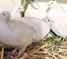 Jumbo quail eggs for sale  UK