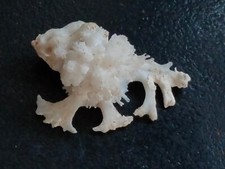 Conchiglia shell murex usato  Piombino