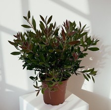 Pianta callistemon citrinus usato  Milazzo