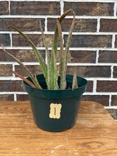 Live aloe vera for sale  Manvel
