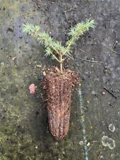 Atlas cedar tree for sale  CHORLEY