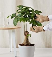 Stump money tree for sale  Hudson