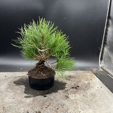 Shohin mugo pine for sale  HULL