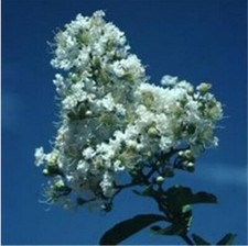 Exotic crape myrtle for sale  Goldsboro