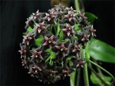 Hoya pubicalyx black gebraucht kaufen  Nürnberg
