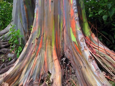 Eucalyptus deglupta rainbow for sale  Spring Lake