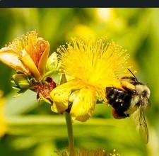 medical seeds for sale medical seeds for sale Edgewood