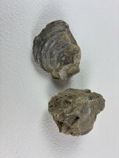 Minerali, fossili e conchiglie usato Minerali, fossili e conchiglie usato Cornate d'Adda
