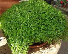 baby tears plant for sale baby tears plant for sale WALLINGFORD