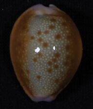 Cypraea helvola hawaiiensis usato  Italia