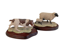 suffolk sheep for sale suffolk sheep for sale RUGBY