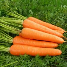 Kuroda carrot japanese d'occasion  Expédié en France