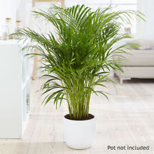 Areca palm 14cm for sale  PETERBOROUGH