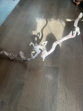 Exotic wood branch for sale  Lacey