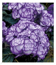 Winterharte freiland hortensie gebraucht kaufen  Bensheim