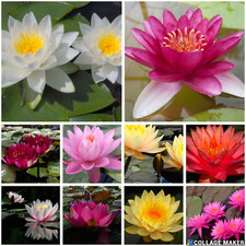 Water lily pond for sale  UK