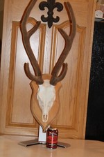 Axis deer european for sale  Brandon